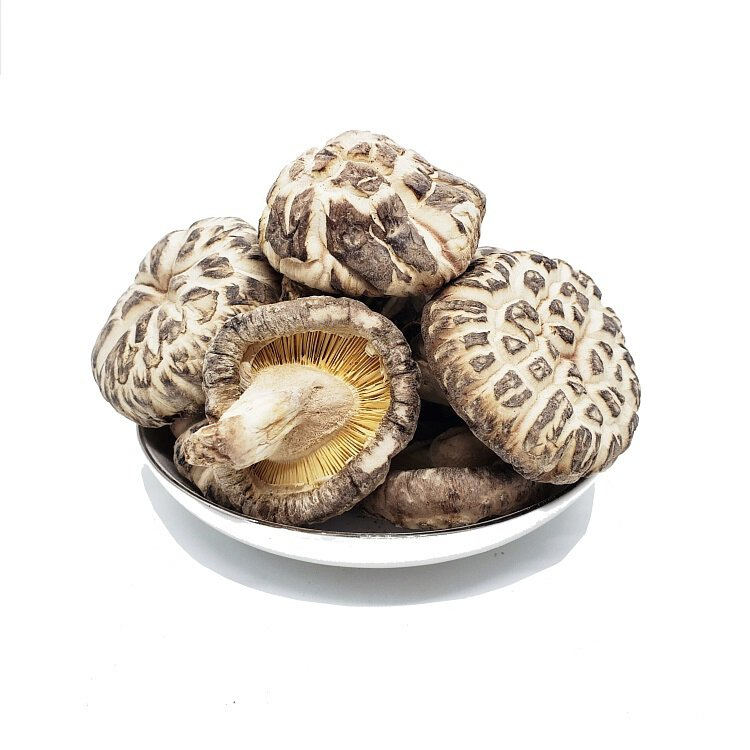 日本原木天白花菇